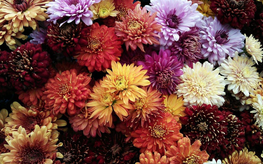 SAY IT WITH FLOWERS